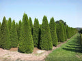 Heirloom Eastern Arborvitae Seeds – Non-GMO Thuja occidentalis Evergreen Tree Seeds for Landscaping and Garden Growth