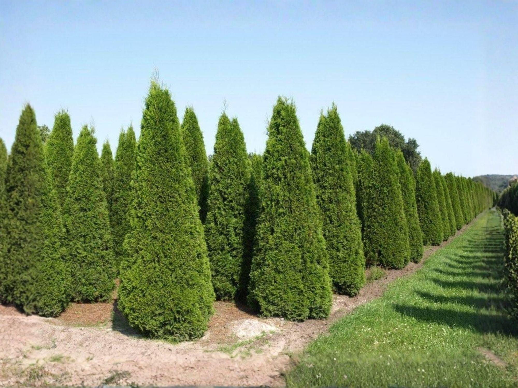 Heirloom Eastern Arborvitae Seeds – Non-GMO Thuja occidentalis Evergreen Tree Seeds for Landscaping and Garden Growth