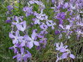 Evening Scented Stock Seeds | Heirloom Fragrant Night Bloom Flower | Matthiola longipetala Non-GMO Garden Seeds