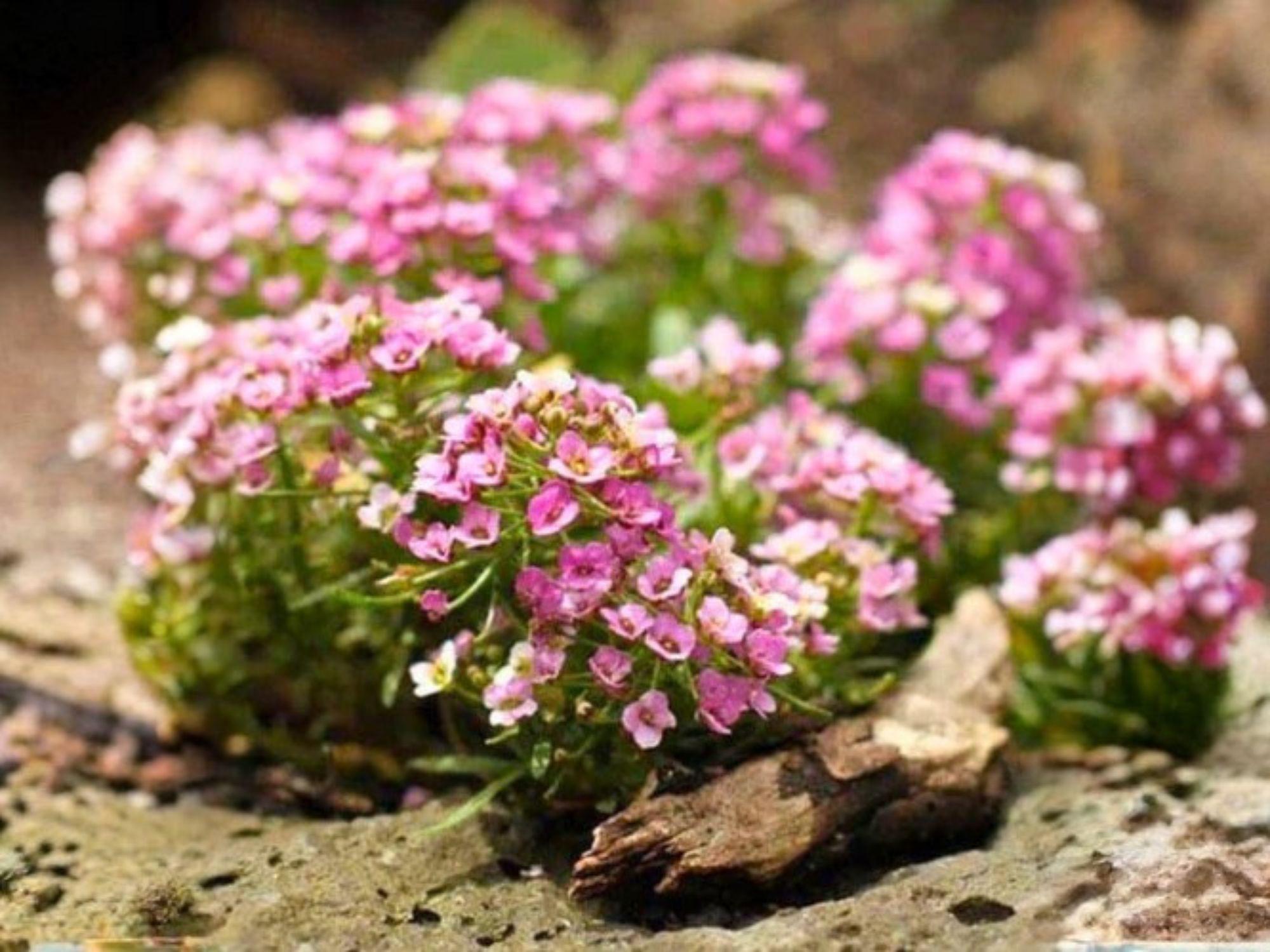 Dwarf Pink Sweet Alyssum Seeds – Heirloom Non-GMO Fragrant Garden Flowers for Borders, Containers & Flower Beds – Lobularia maritima