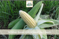 Silver Queen Hybrid Sweet Corn Seeds – 50 White Vegetable Garden Seeds for Backyard, Raised Bed, and Home Gardens