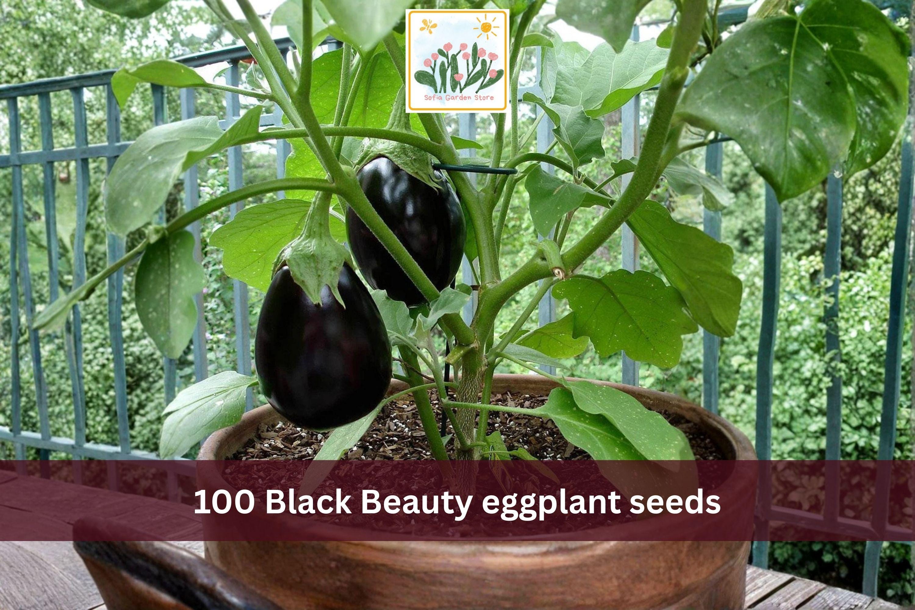 Black Beauty Eggplant Seeds – 100 Heirloom Vegetable Seeds for Garden Beds & Containers, Solanum melongena