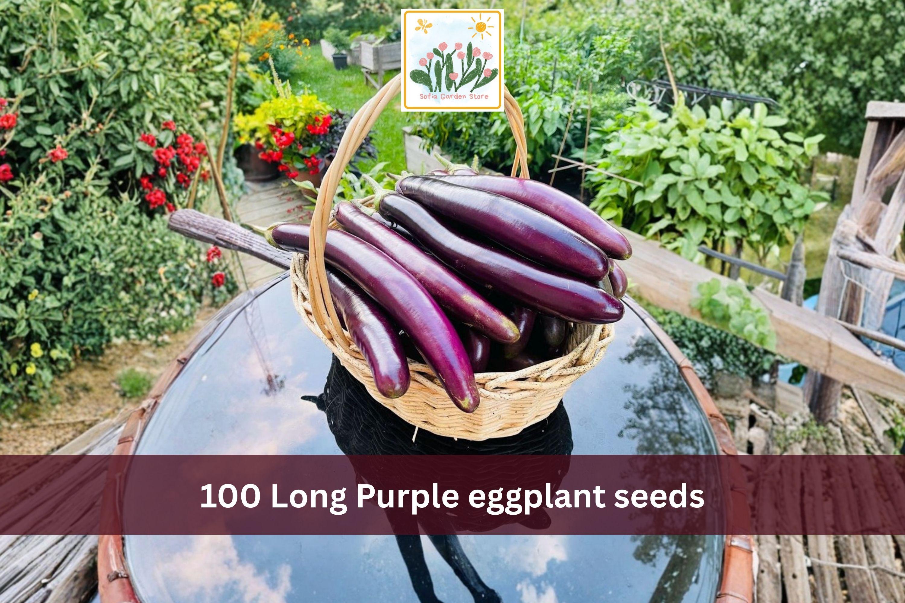 Long Purple Eggplant Seeds – Heirloom Slender Italian Solanum melongena Vegetable Garden Seeds