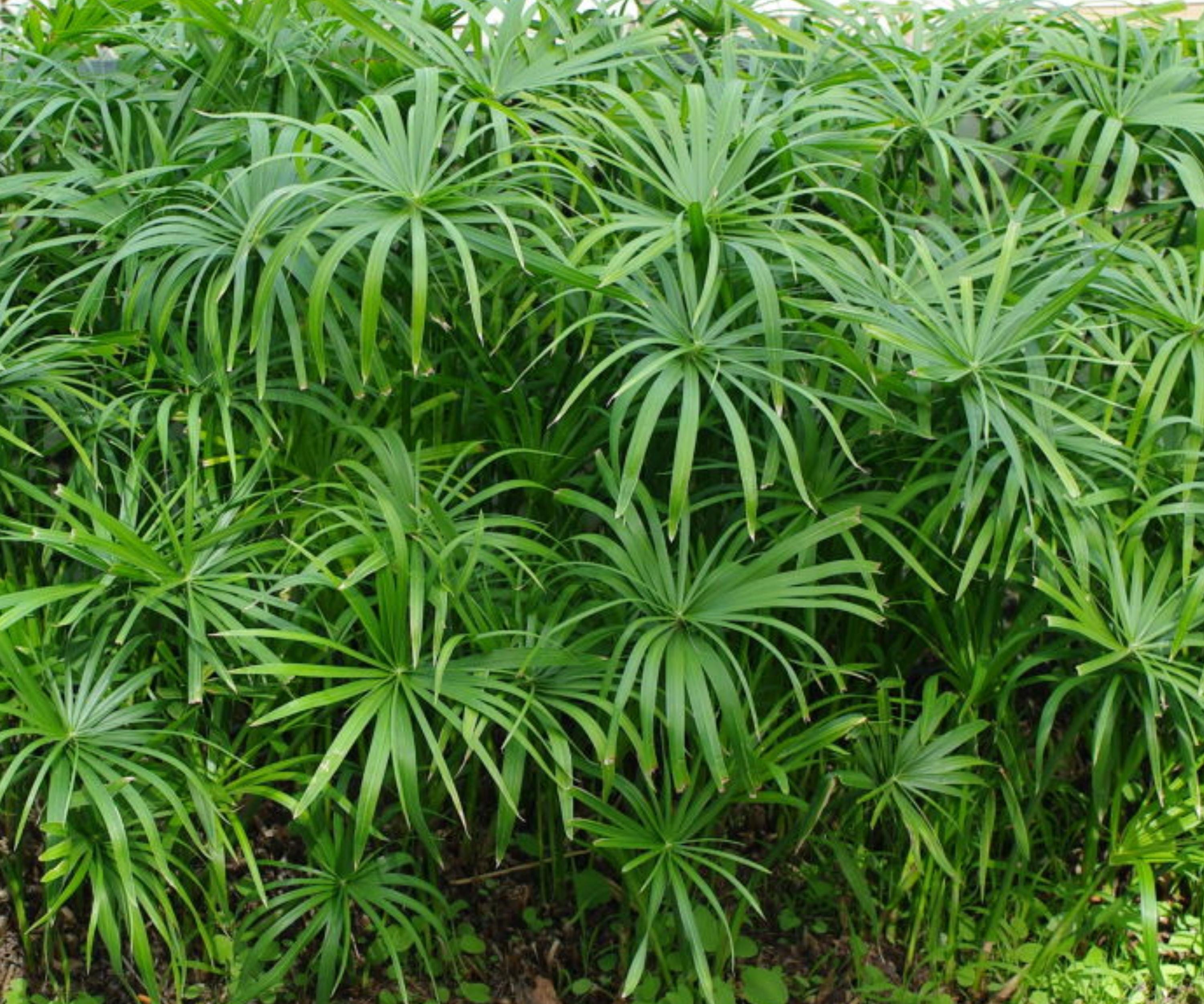 Live Dwarf Umbrella Palm Pond Plant – Tropical Marginal Aquatic for Water Garden, Bog, Patio, 12-24 Inches