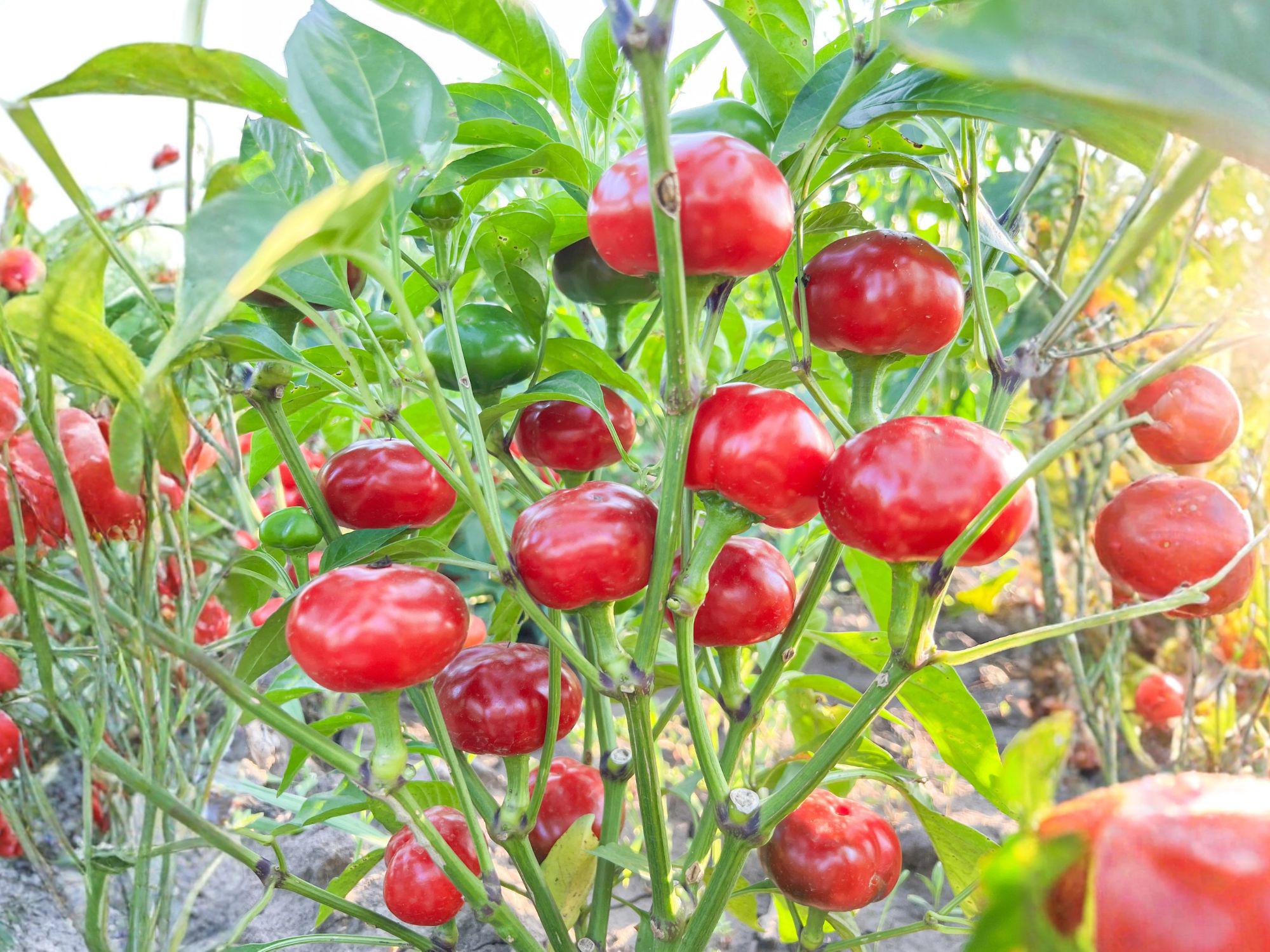 Large Red Cherry Hot Pepper Seeds – Capsicum annuum, Compact Cherry Pepper, Garden & Container Planting, 25 Seeds