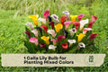 Calla Lily Bulb Mixed Colors – Zantedeschia spp. Perennial Flower Bulb for Garden Beds & Containers