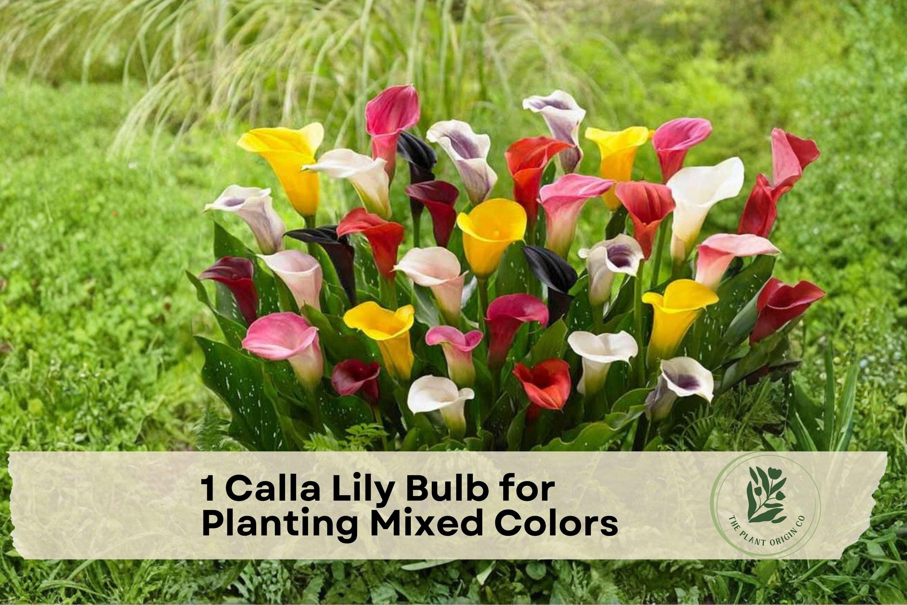 Calla Lily Bulb Mixed Colors – Zantedeschia spp. Perennial Flower Bulb for Garden Beds & Containers
