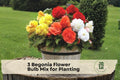 Begonia Flower Bulb Mix, Colorful, Garden & Container Planting, Begonia spp.