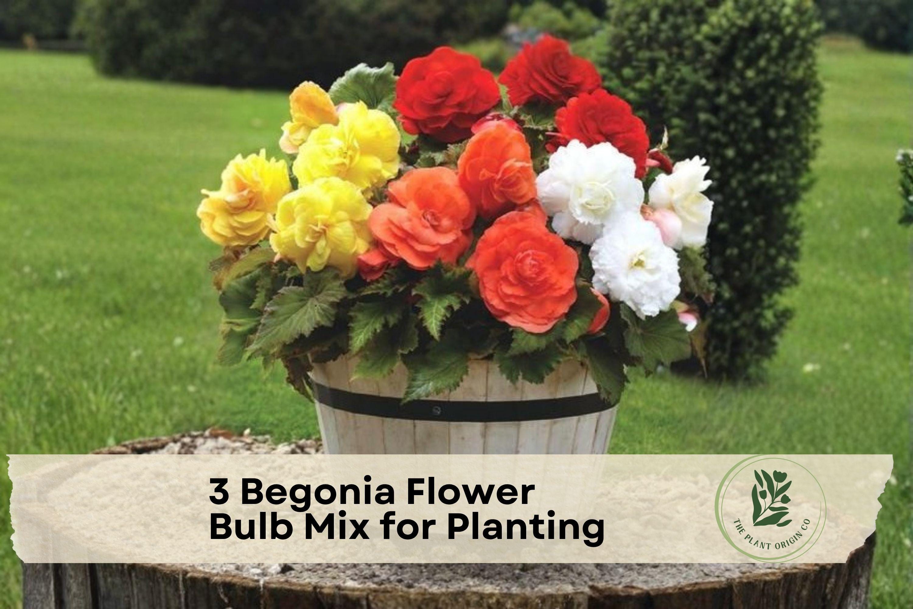 Begonia Flower Bulb Mix, Colorful, Garden & Container Planting, Begonia spp.