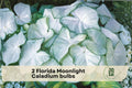 2 Florida Moonlight Caladium Bulbs - White Green Foliage Shade Garden Container Plant Caladium bicolor