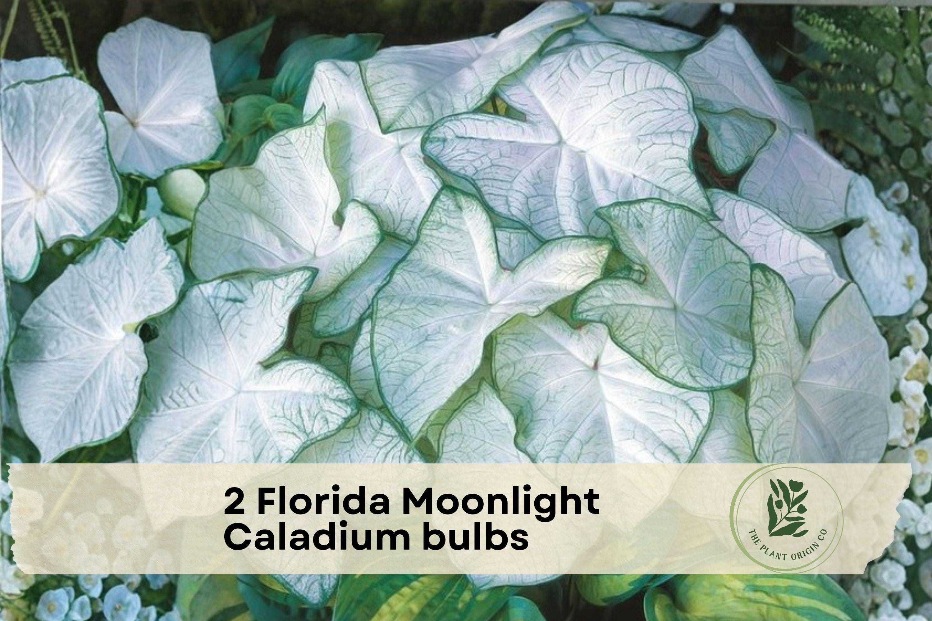 2 Florida Moonlight Caladium Bulbs - White Green Foliage Shade Garden Container Plant Caladium bicolor