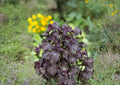 Shiso Herb Seeds 100 Count Perilla Frutescens Korean Perilla Aromatic Culinary Herb for Asian Cooking and Herb Gardens