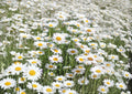 Alaska Shasta Daisy Seeds – Perennial White Flower for Borders & Cottage Gardens – Chrysanthemum maximum
