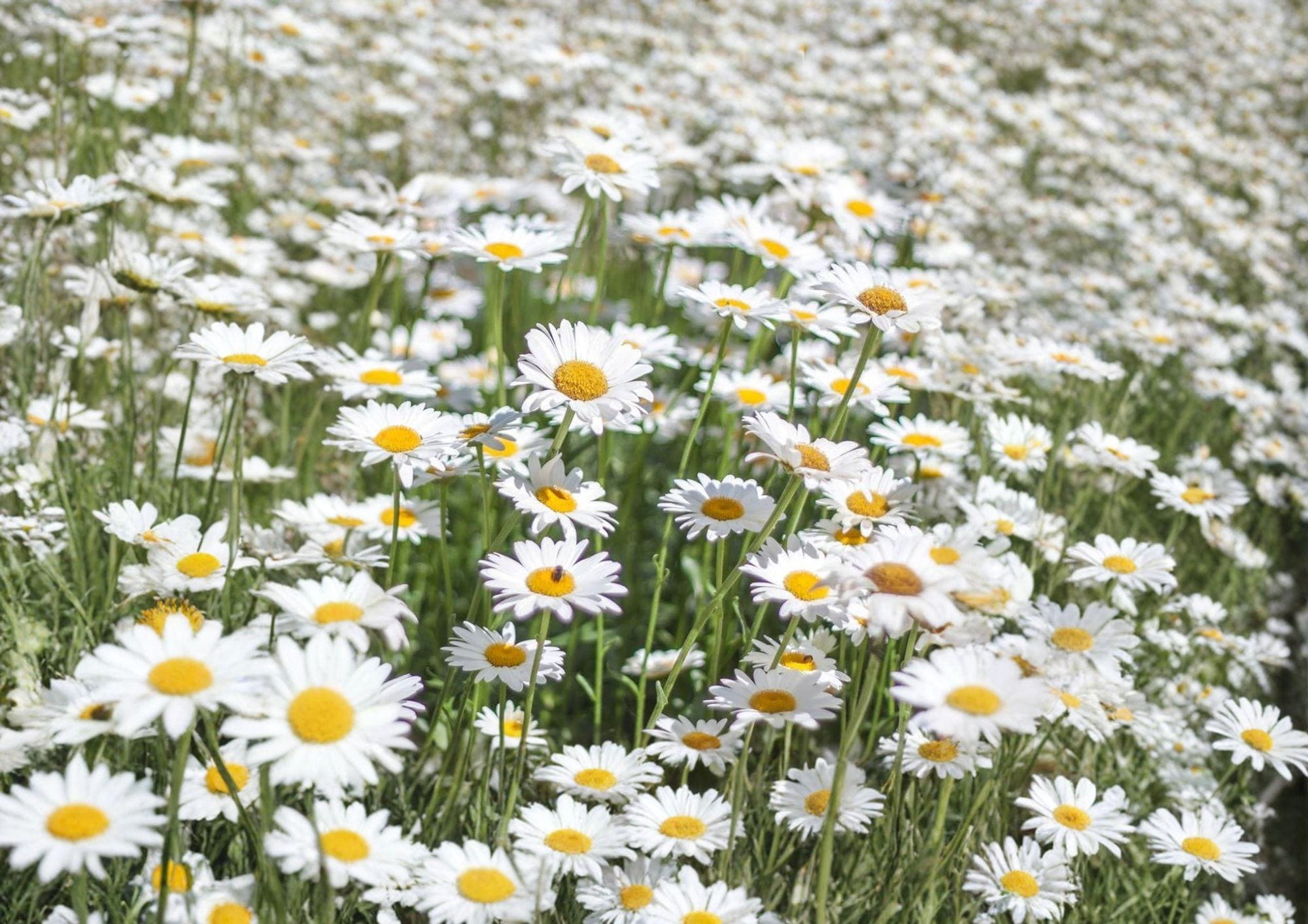 Alaska Shasta Daisy Seeds – Perennial White Flower for Borders & Cottage Gardens – Chrysanthemum maximum