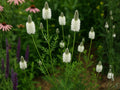 Dalea Candida White Prairie Clover Seeds Native Perennial Pollinator Plant for Prairie Gardens & Restoration