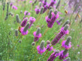 Dalea Purpurea Seeds – Purple Prairie Clover Native Perennial Wildflower for Pollinator Gardens & Prairie Restoration