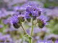Phacelia Tanacetifolia Seeds – Lacy Phacelia Purple Tansy Wildflower Cover Crop Pollinator Plant, Drought Tolerant, 100 Seeds