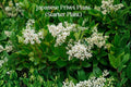 Japanese Privet Live Starter Plant | Ligustrum japonicum Evergreen Shrub for Hedges & Privacy | 3-6 Inches Tall