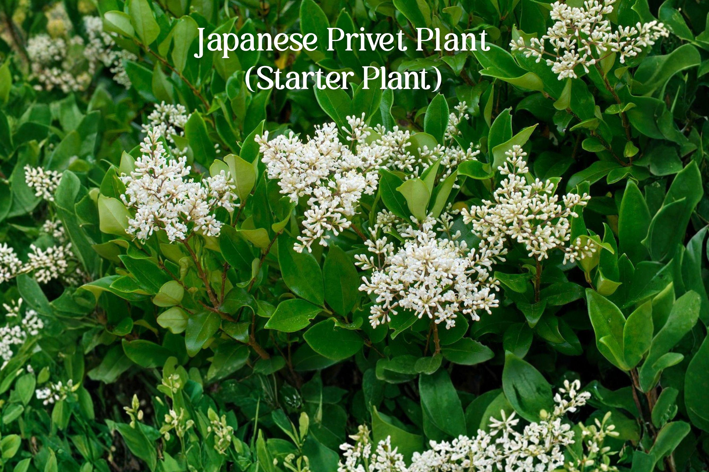 Japanese Privet Live Starter Plant | Ligustrum japonicum Evergreen Shrub for Hedges & Privacy | 3-6 Inches Tall