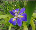 Louisiana Blue Flag Iris Live Pond Plant – Hardy Aquatic Marginal Indigo Water Garden Flower, Zones 3-12