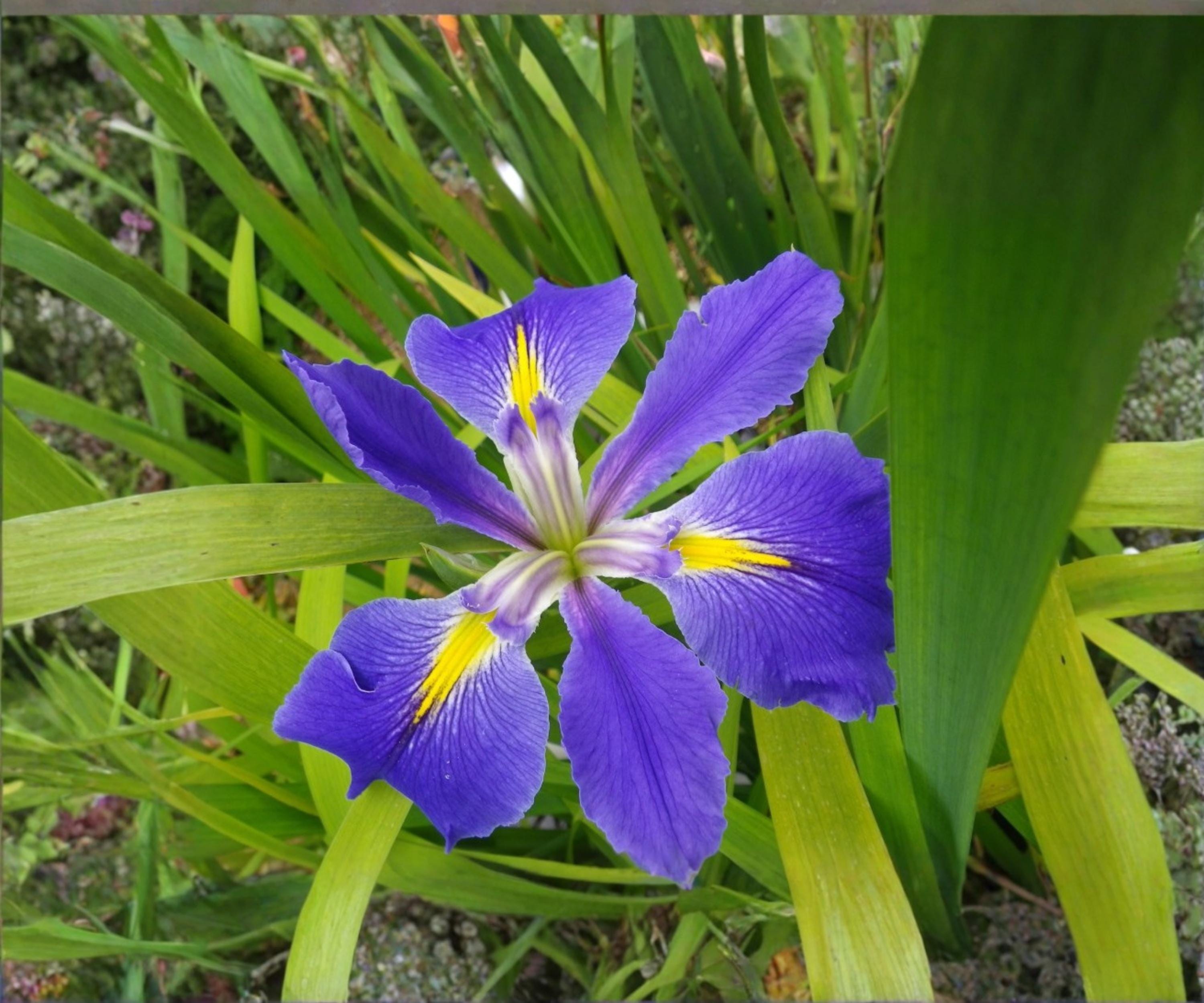 Louisiana Blue Flag Iris Live Pond Plant – Hardy Aquatic Marginal Indigo Water Garden Flower, Zones 3-12