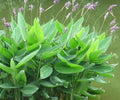 Thalia Dealbata Live Pond Plant – Hardy Water Canna, Aquatic Marginal, Bog Garden, 16–72" Tall, Lavender Flowers, Zone 5-12