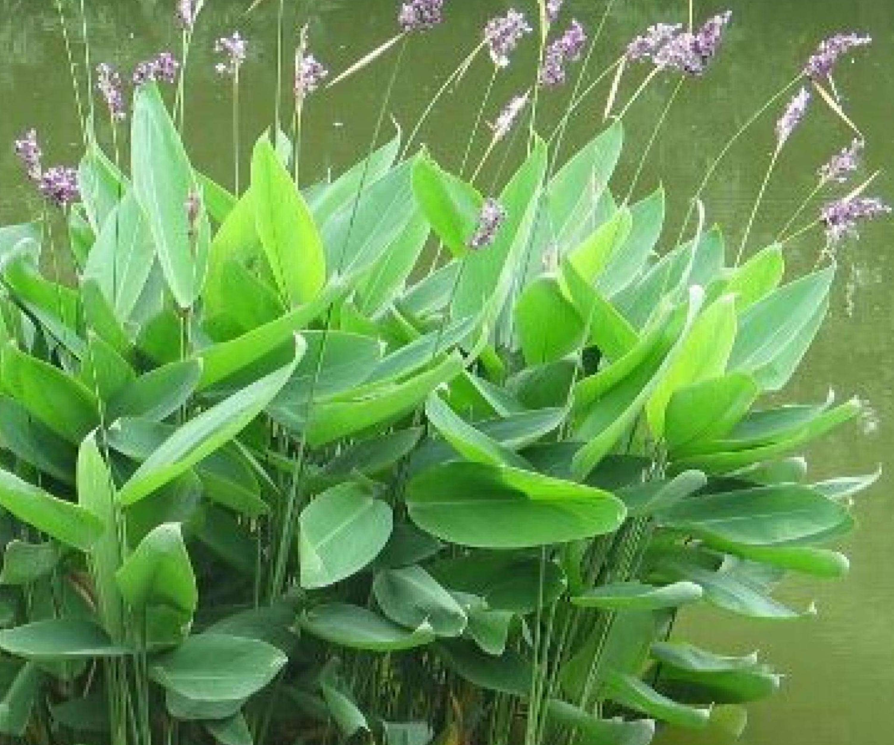Thalia Dealbata Live Pond Plant – Hardy Water Canna, Aquatic Marginal, Bog Garden, 16–72" Tall, Lavender Flowers, Zone 5-12