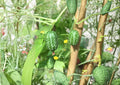 Mouse Melon Cucamelon Seeds, Heirloom Non-GMO, Melothria scabra, Grape-sized Fruit, Mexican Sour Gherkin Vine for Garden, Snack Plant