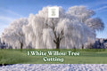 White Willow Tree Cutting – Silver Green Foliage – Salix alba – Fast-Growing Landscape Tree