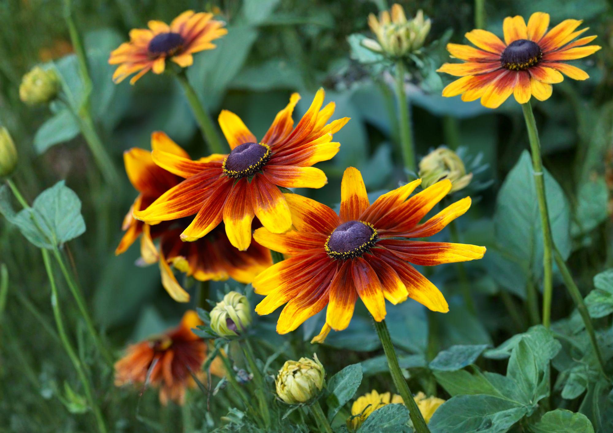 Autumn Forest Rudbeckia Hirta Seeds - Multicolor Wildflower for Pollinator Gardens and Drought Tolerance