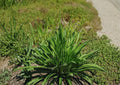 Plantago Lanceolata Seeds | Heirloom Non-GMO Medicinal Herb for Garden, Hardy Perennial Wild Herb, 600 Seeds