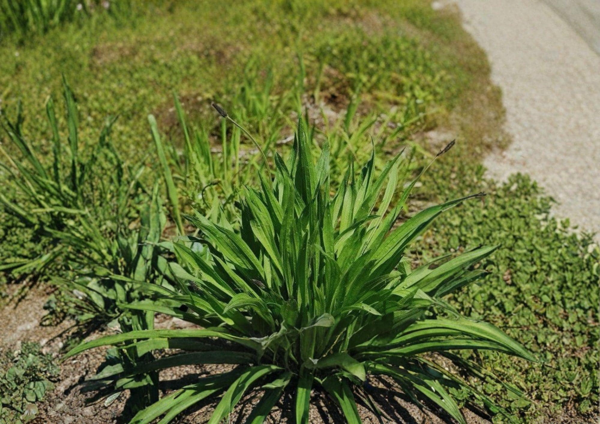 Plantago Lanceolata Seeds | Heirloom Non-GMO Medicinal Herb for Garden, Hardy Perennial Wild Herb, 600 Seeds