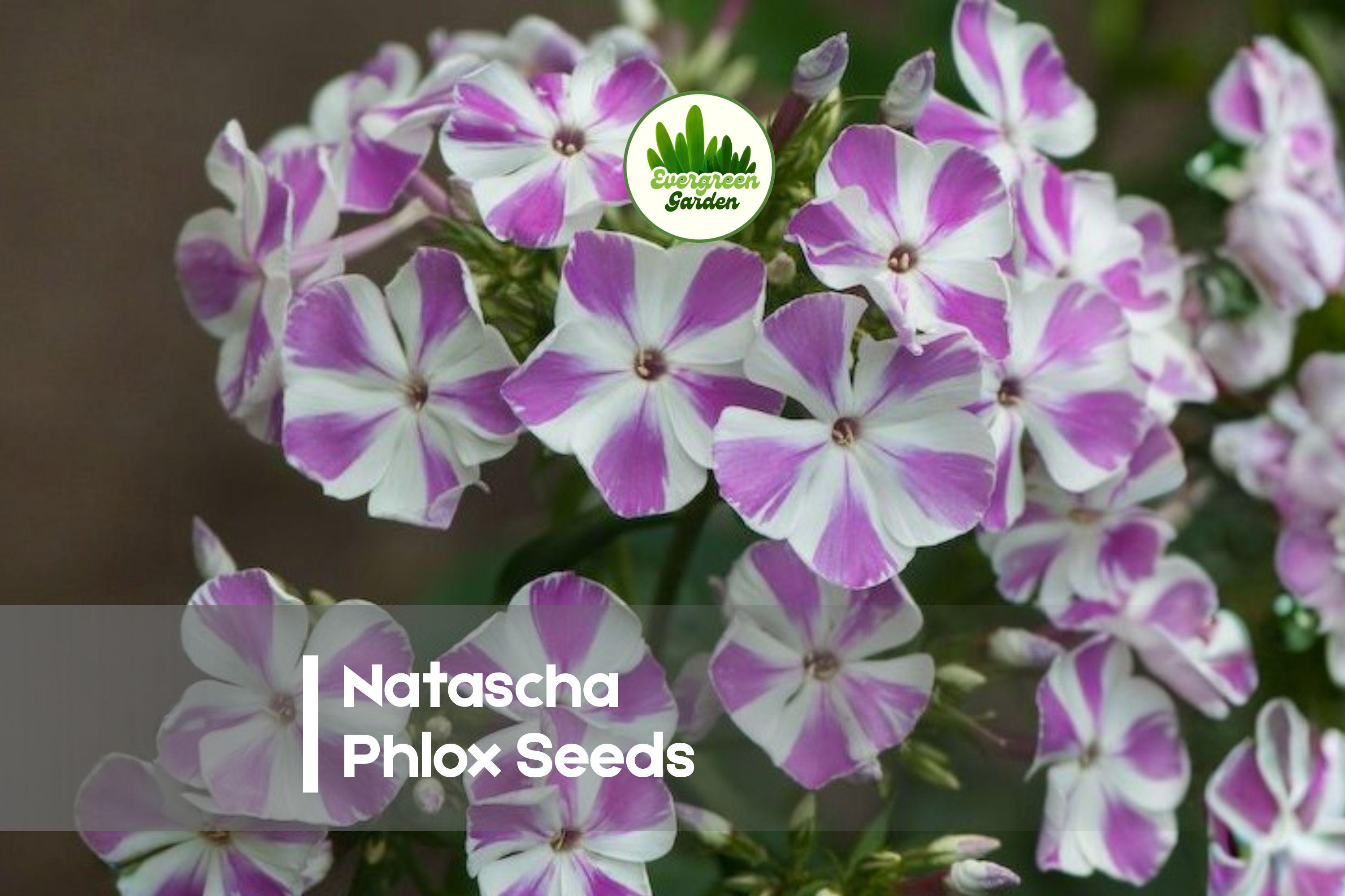 100 Natascha Phlox Seeds - Pink with White Stripes, Perennial Flower Seeds, Phlox paniculata for Borders, Pollinator Gardens, Cottage Gardens
