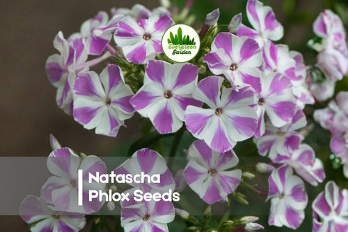 100 Natascha Phlox Seeds - Pink with White Stripes, Perennial Flower Seeds, Phlox paniculata for Borders, Pollinator Gardens, Cottage Gardens