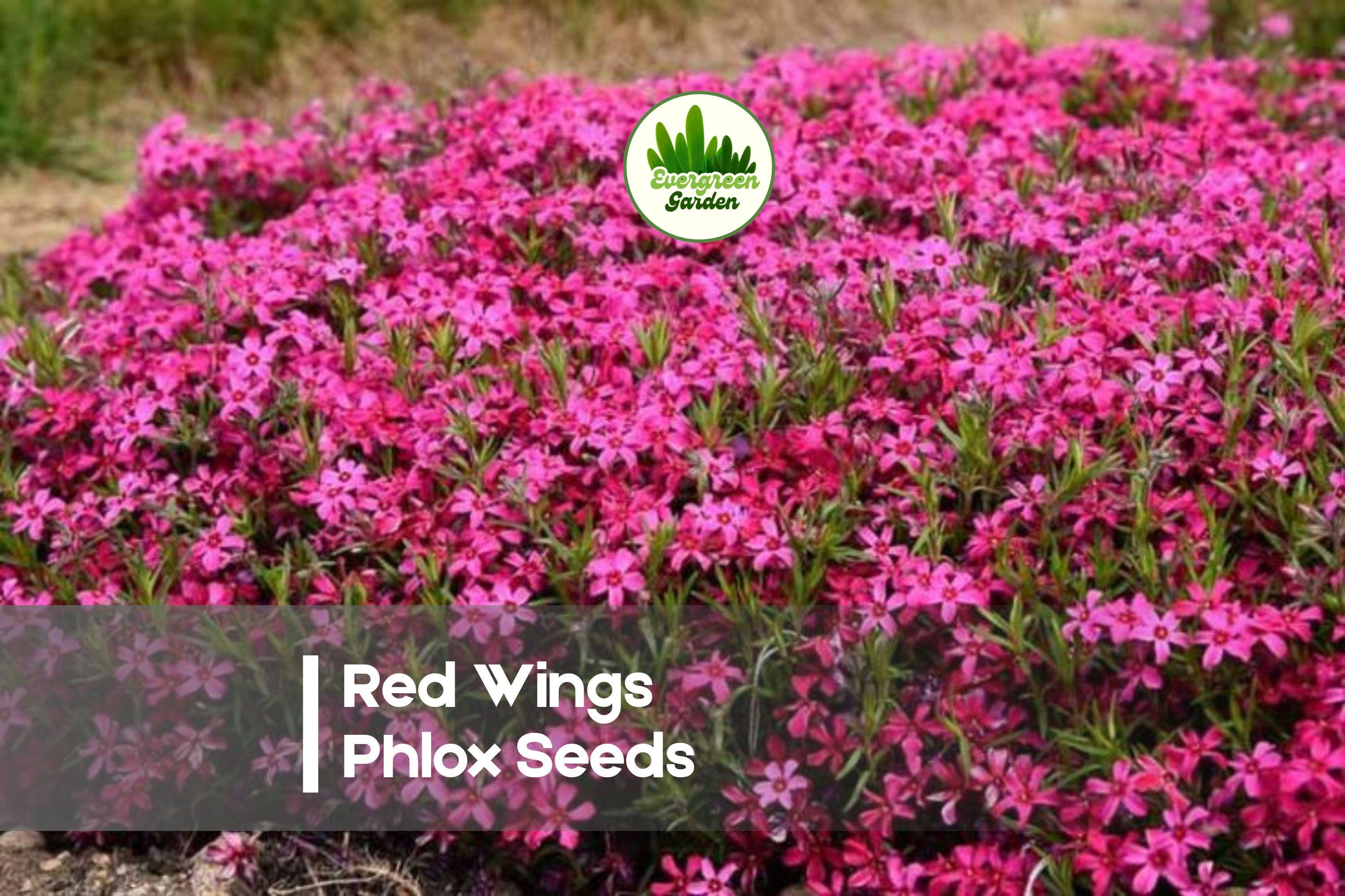 Red Wings Phlox Seeds - Groundcover Perennial, Deep Pink Flowers, Phlox subulata, Pollinator-Friendly, Spring Bloom