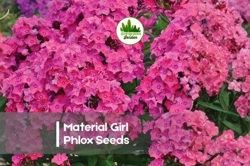 100 Material Girl Pink Phlox Seeds - Perennial Flower for Borders, Cottage & Pollinator Gardens, Phlox paniculata