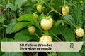 Yellow Wonder Strawberry Seeds – Alpine Fragaria vesca, Edible Garden, Container, Pale Yellow Berries, Sweet Flavor