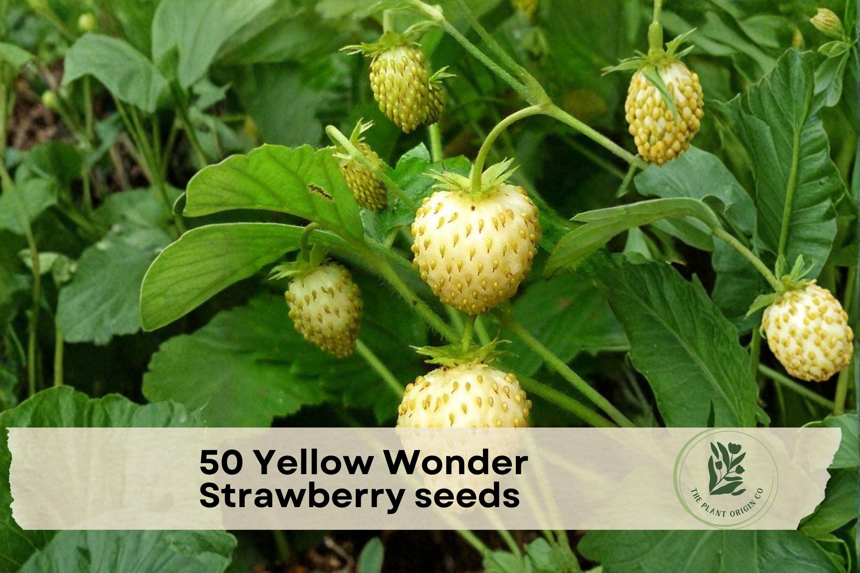 Yellow Wonder Strawberry Seeds – Alpine Fragaria vesca, Edible Garden, Container, Pale Yellow Berries, Sweet Flavor