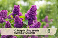 Purple Lilac Seeds Syringa vulgaris - Fragrant Flowering Shrub for Garden, Hedges & Bonsai