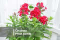 Coccinea Phlox Seeds – Scarlet Red Annual Flower for Borders, Containers & Pollinator Gardens – Phlox drummondii, 100+ Seeds