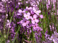 Dame’s Rocket Flower Seeds | Hesperis matronalis | Purple, Lavender, Pink, White | Cottage Garden, Natural Landscape