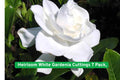 Heirloom Gardenia Cuttings 7 Pack | Fragrant White Flowers | Gardenia jasminoides | Evergreen Shrub