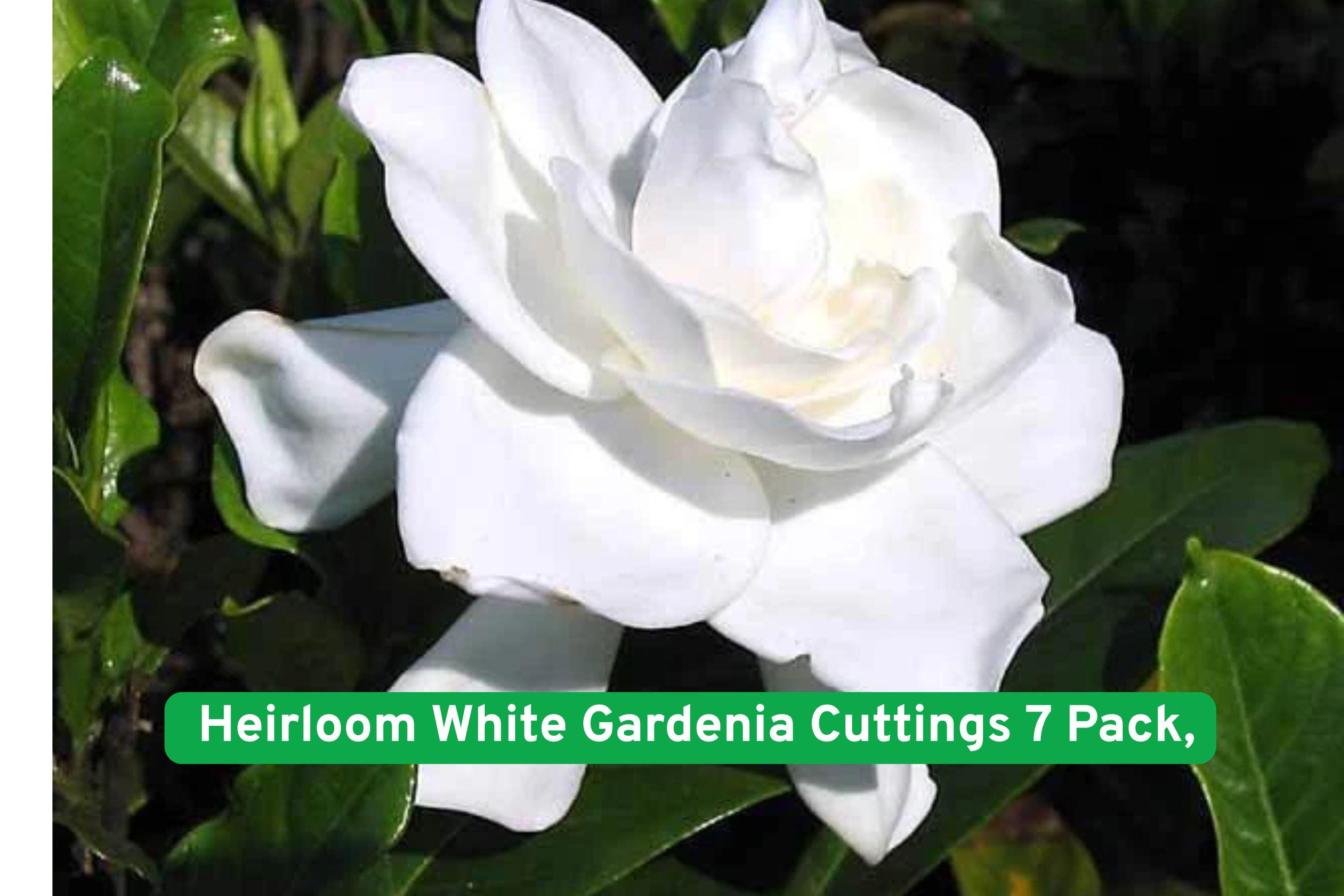 Heirloom Gardenia Cuttings 7 Pack | Fragrant White Flowers | Gardenia jasminoides | Evergreen Shrub