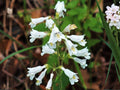 Foxglove Beardtongue Seeds – Penstemon digitalis Heirloom Non-GMO Wildflower Seeds for Native and Pollinator Gardens