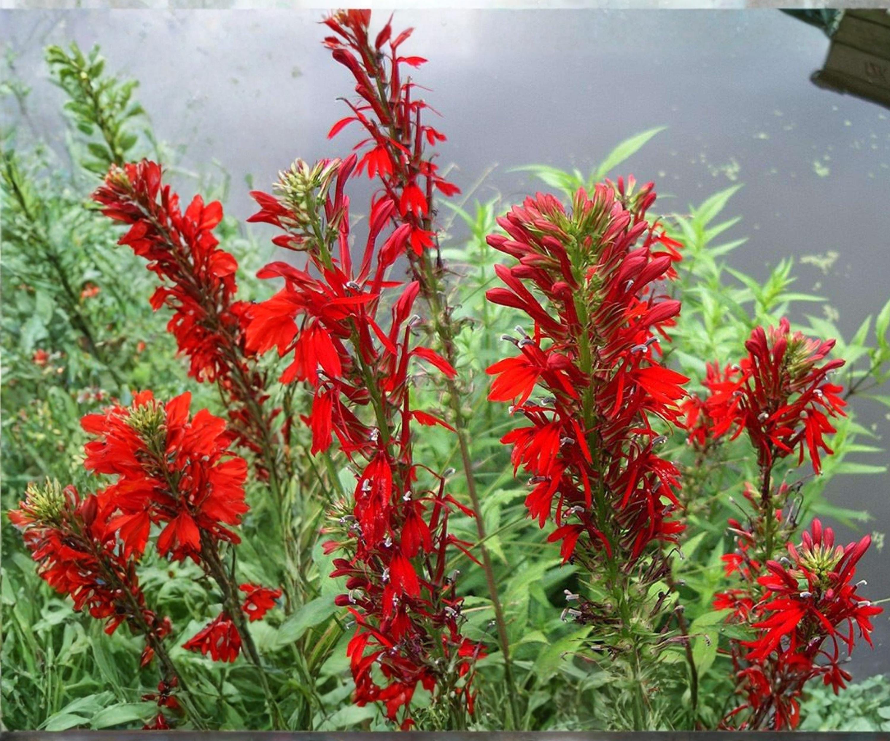 Cardinal Flower Live Plant – Lobelia cardinalis – Aquatic Marginal Perennial for Pond Edges & Bog Gardens