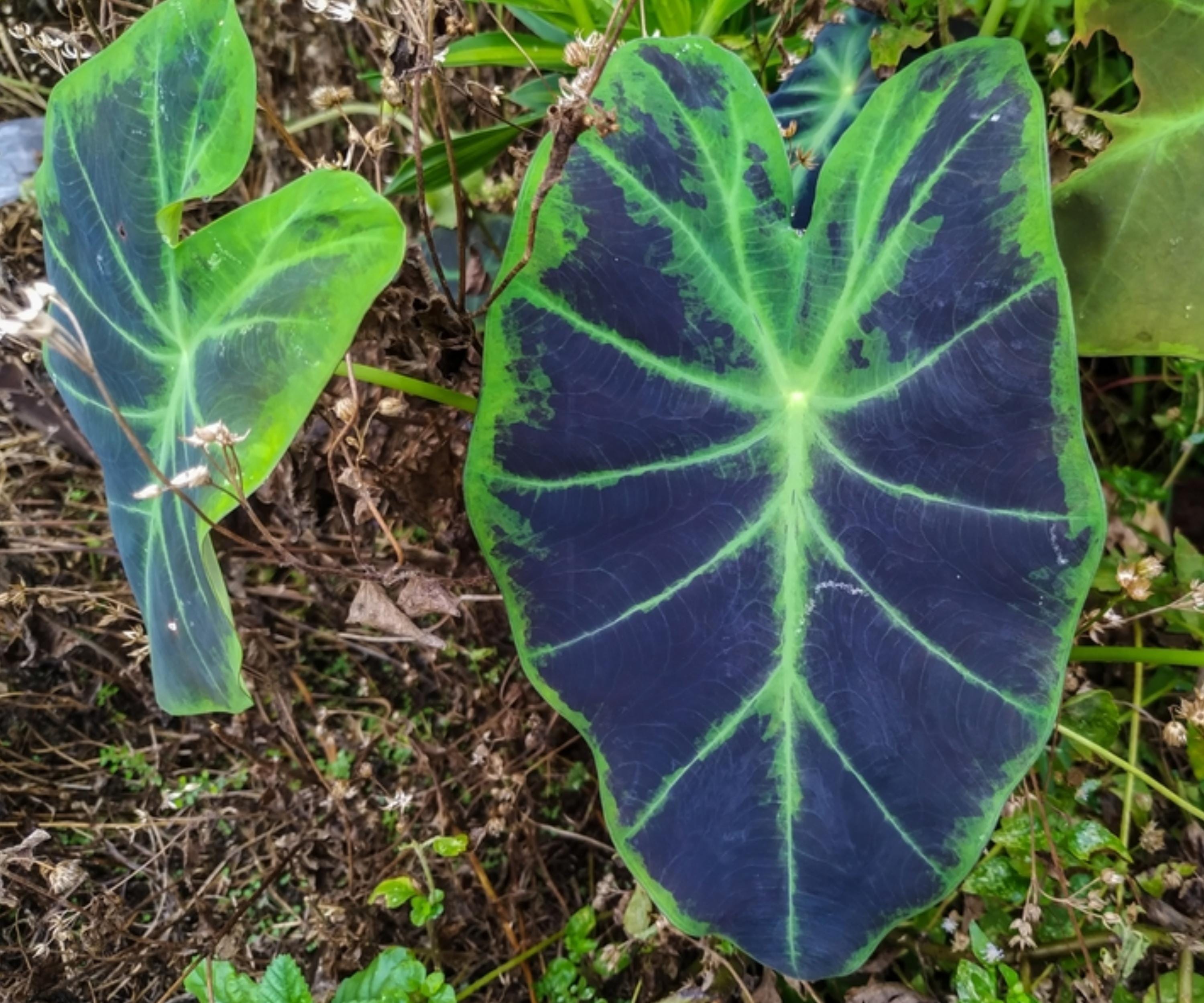 Imperial Taro Live Plant – Colocasia esculenta var. antiquorum, Tropical Elephant Ear for Pond, Water Garden & Bog Landscape