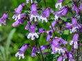 Hairy Beardtongue Seeds – Heirloom Wildflower for Native Pollinator Gardens – Penstemon hirsutus, Lavender-Purple Blooms, Non-GMO, Open-Pollinated