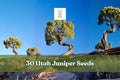 30 Utah Juniper Seeds – Evergreen Bonsai Tree Seeds – Juniperus osteosperma for Landscape & Garden Planting