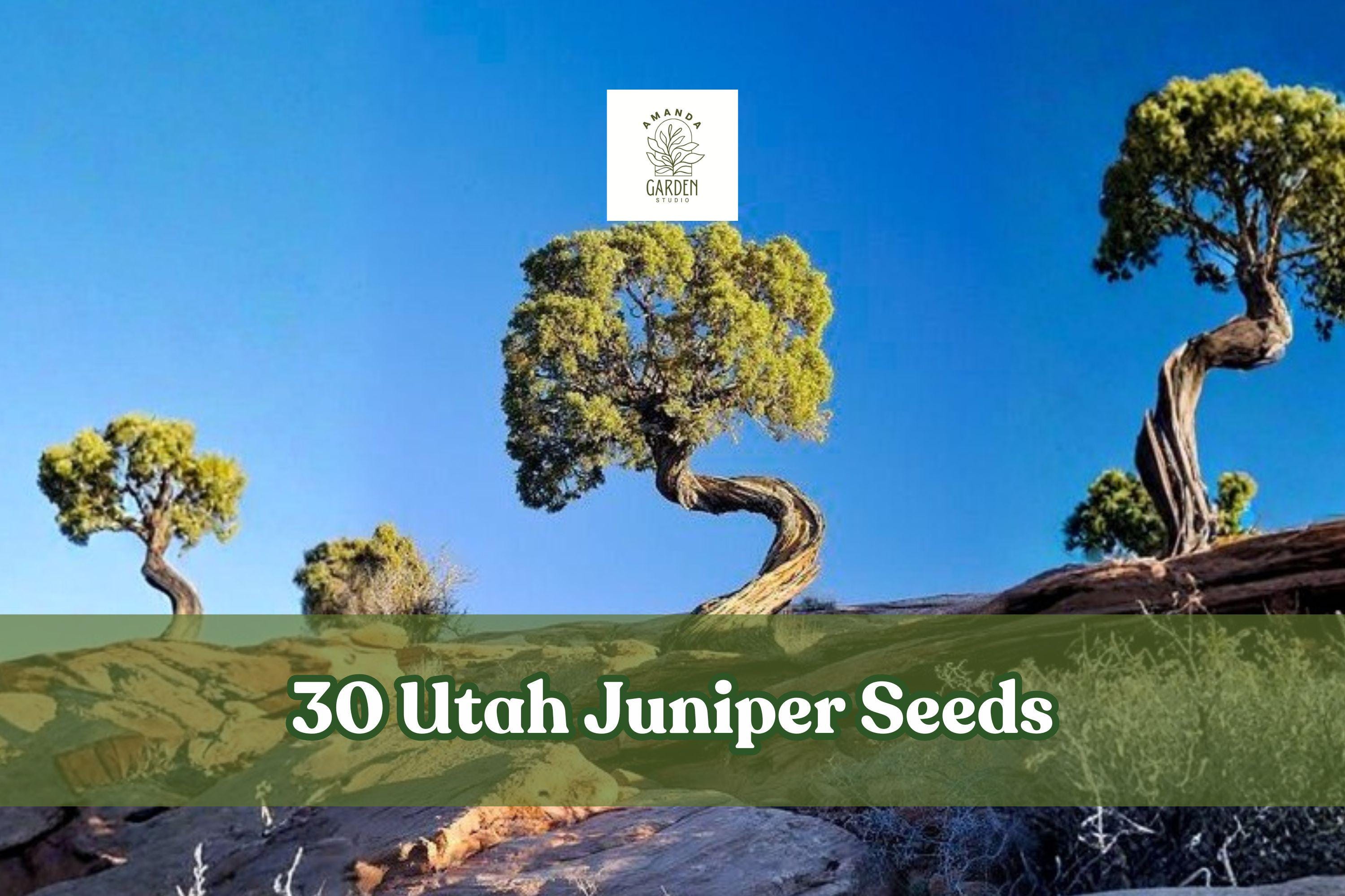 30 Utah Juniper Seeds – Evergreen Bonsai Tree Seeds – Juniperus osteosperma for Landscape & Garden Planting
