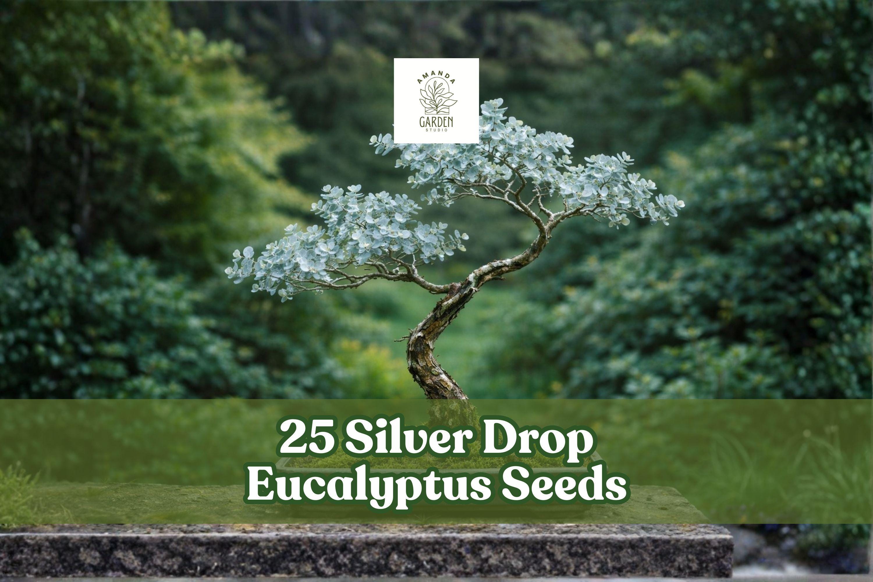 Silver Drop Eucalyptus Seeds – Bonsai & Garden Tree, Evergreen, Silver Blue Foliage, Eucalyptus gunnii